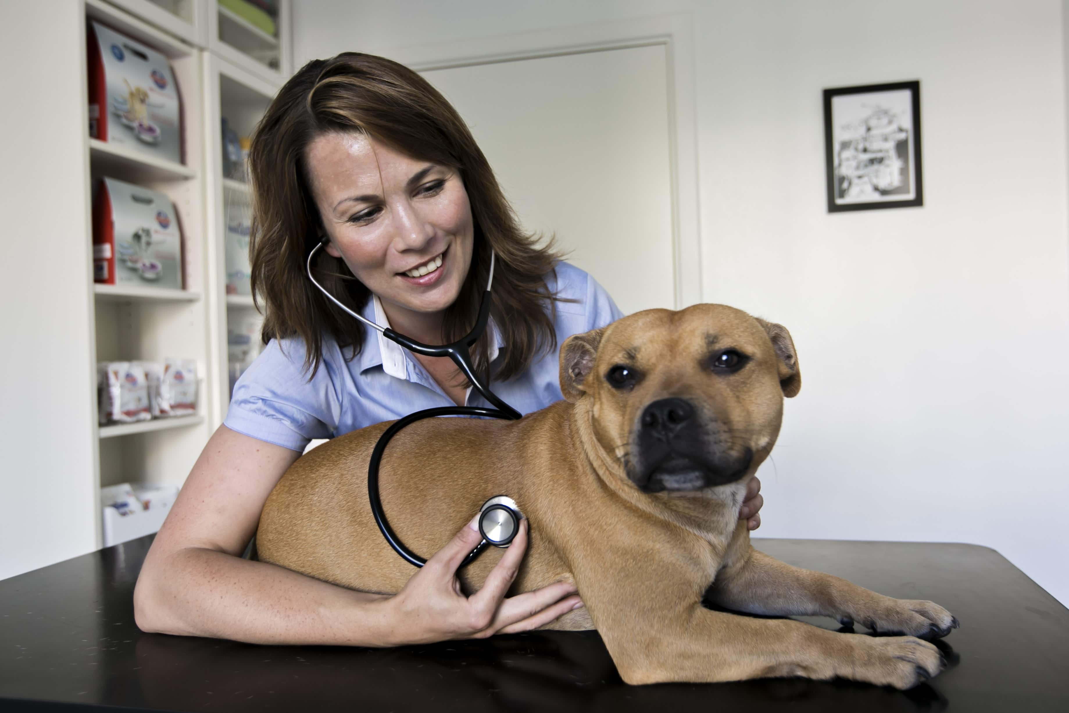 Hund hos dyrlægen på undersøgelsesbordet