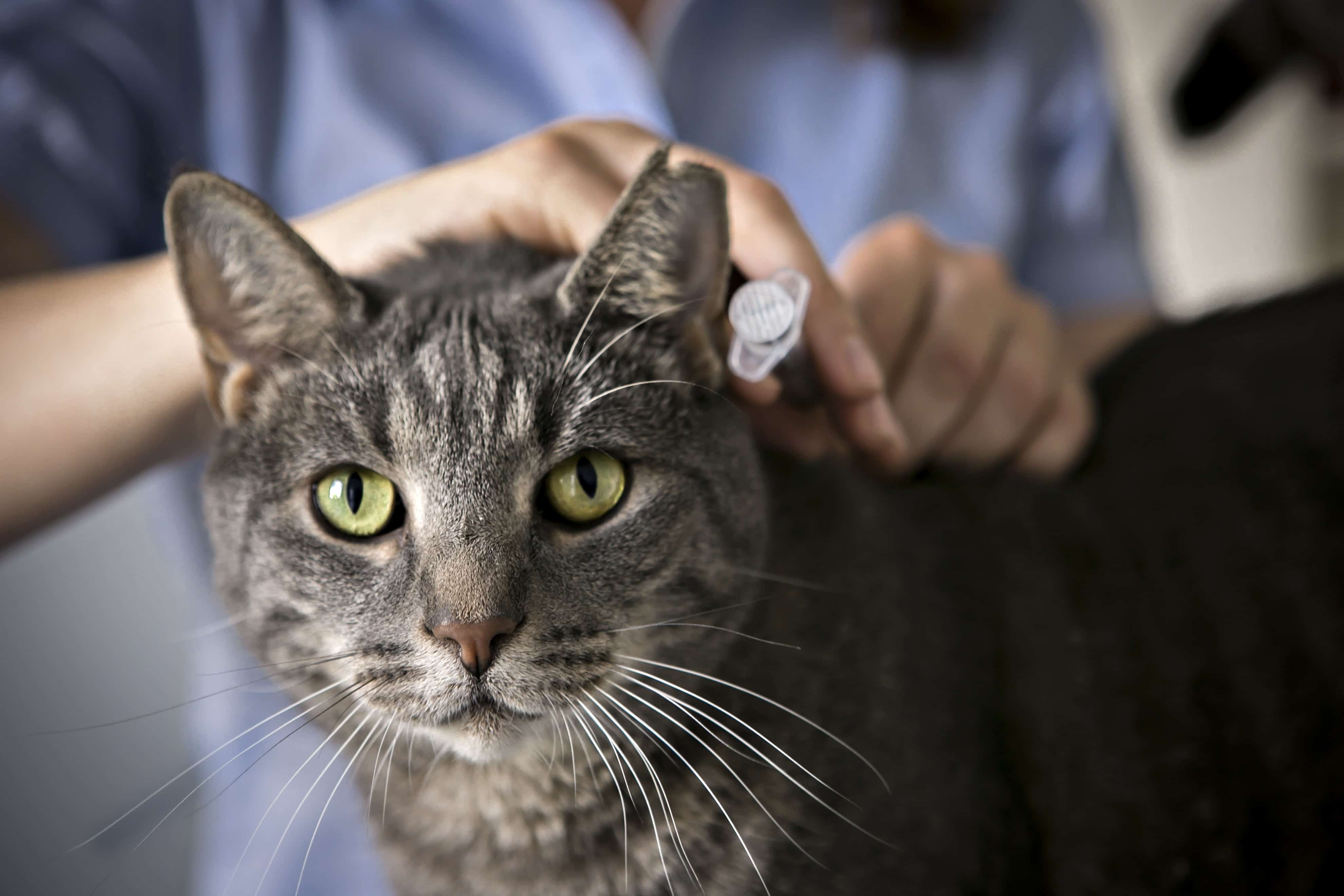 Hund og ejer i venteområdet