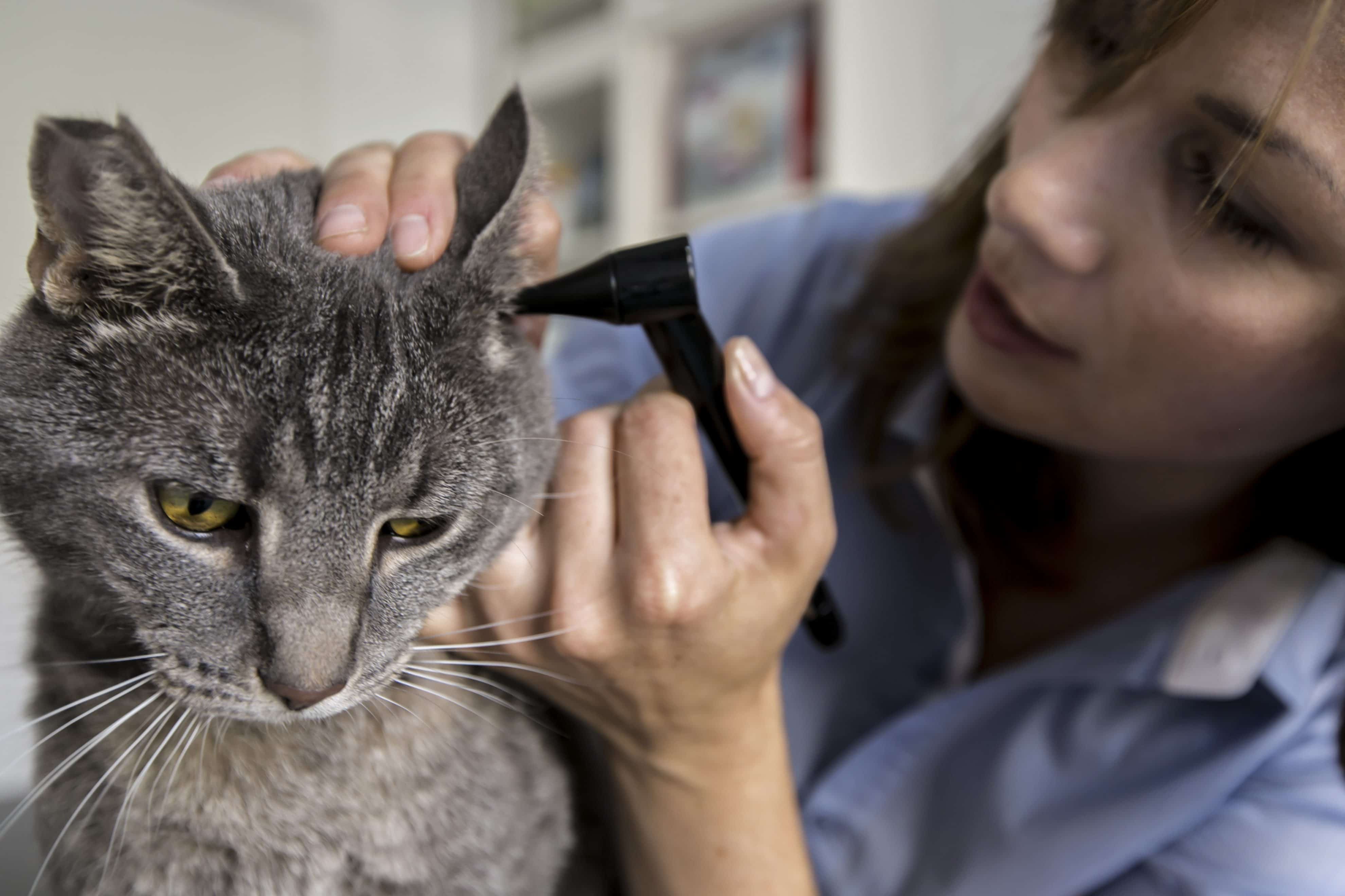 Dyrlæge der undersøger en hund