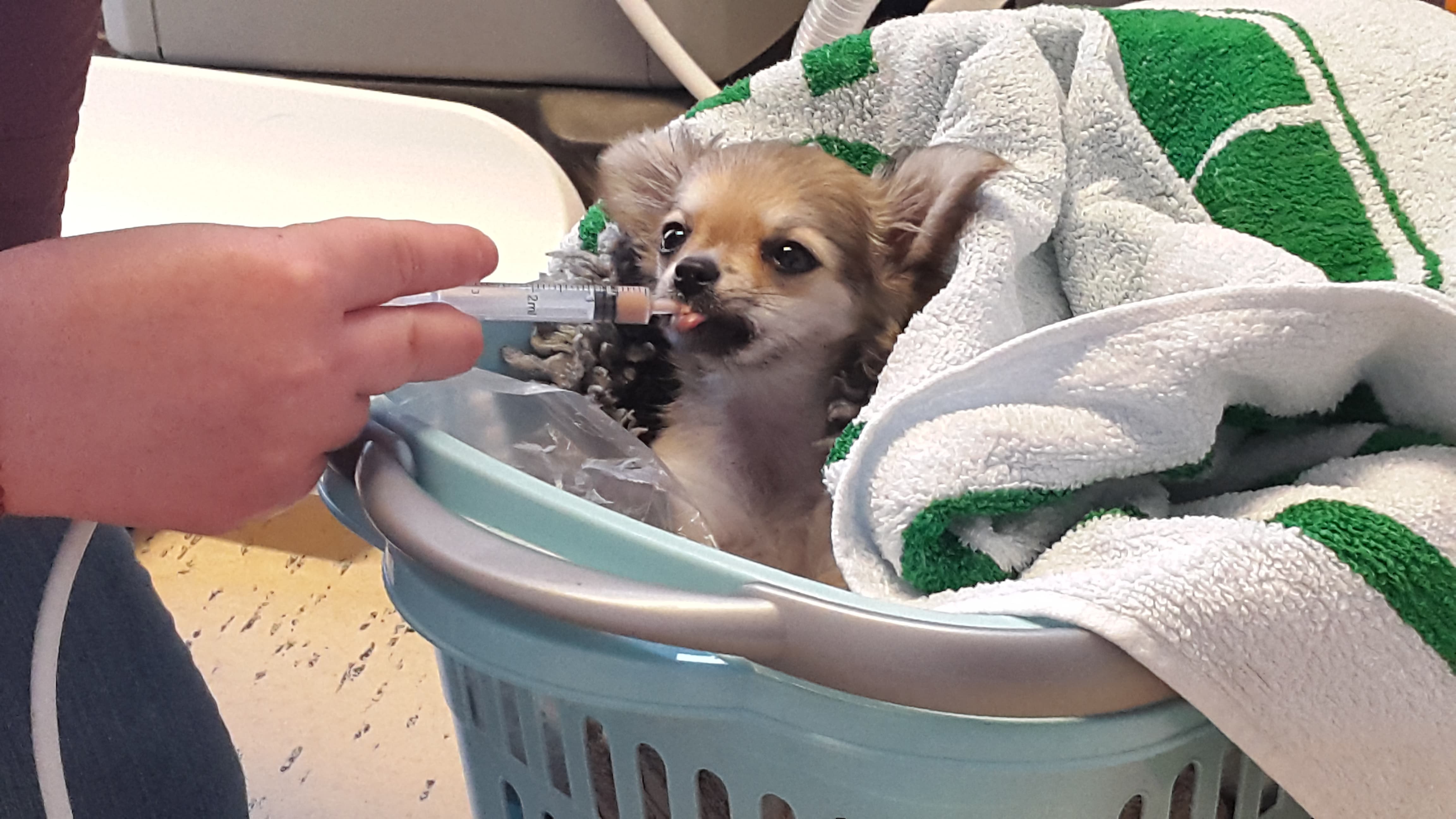 Hund der får omsorg